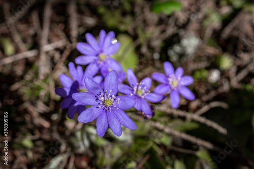 First spring wild flowers - hepatica