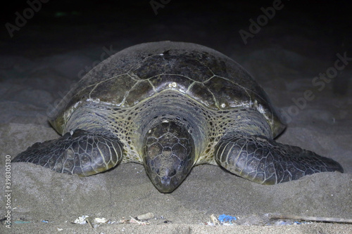 Chelonia mydas laying her eggs and covering her nest on the beach at night. photo