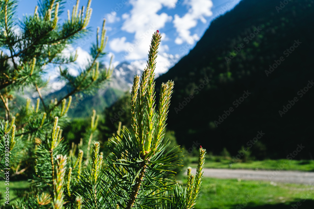 Pine sprouts in the spring Pine sprouts in the spring