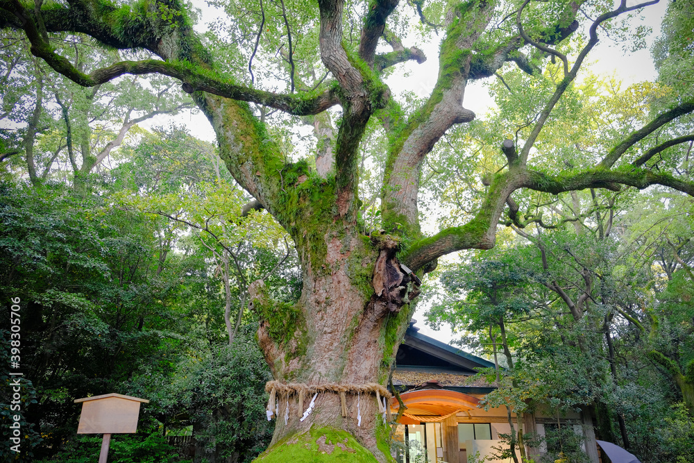 Giant sacred tree, An ancient Camphor tree, Ookusu or big tree is over