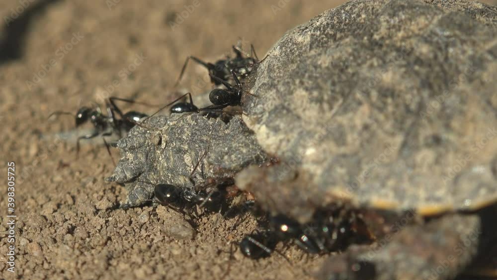 Black ants clung to little turtle. Eastern box (juvenile), Turtles are diapsids of the order Testudines. Tragedy Emydidae Terrapene carolina had just hatched from its egg and died from intense heat Black ants clung to little turtle. Eastern box (juvenile), Turtles are diapsids of the order Testudines. Tragedy Emydidae Terrapene carolina had just hatched from its egg and died from intense heat