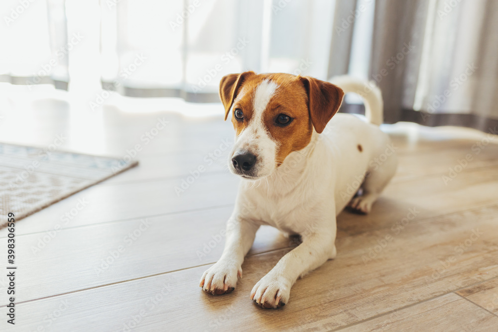 Adorable dog Jack Russell Terrier lying on a wooden floor at home. Adorable dog Jack Russell Terrier lying on a wooden floor at home.