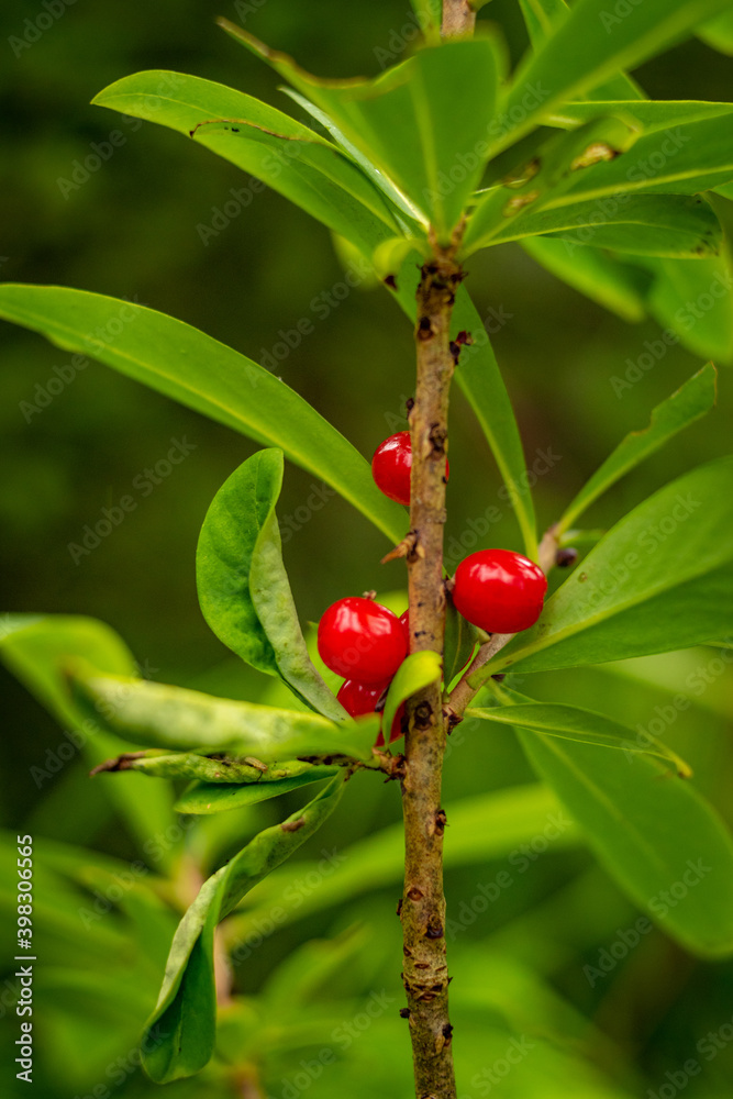 Close-up of red forest berries on the branch of the tree with green leaves