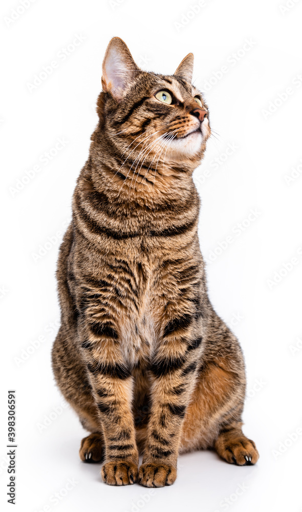 Tabby cat with short hair. Isolate on white background