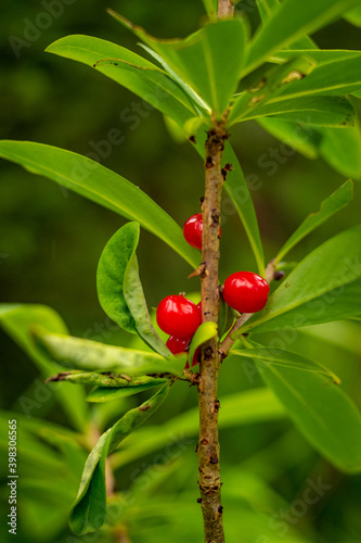 Close-up of red forest berries on the branch of the tree with green leaves