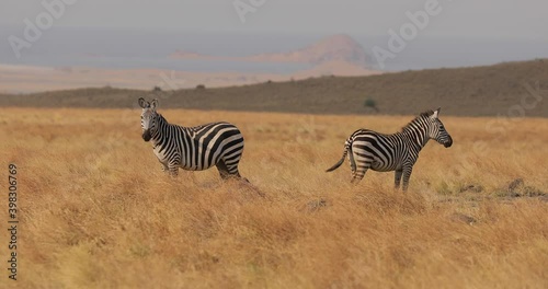 
Beautiful video of the life of zebras in the wild. Two striped zebras stand in the grass and wagging their tails in the savannah on a background of yellow mountains.