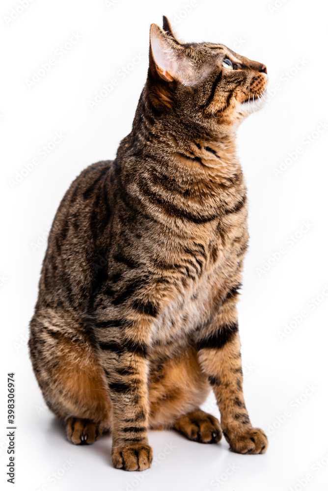 Tabby cat with short hair. Isolate on white background