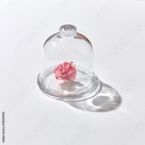 Fresh natural rose flower inside glass cover dome. photo