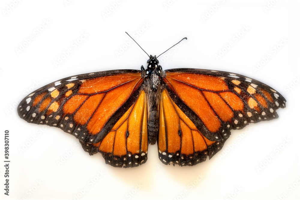 Fototapeta premium Monarch Butterfly on White Background