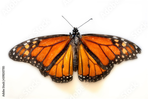 Monarch Butterfly on White Background © Manuel