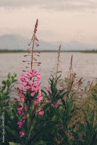 Summer Flowers