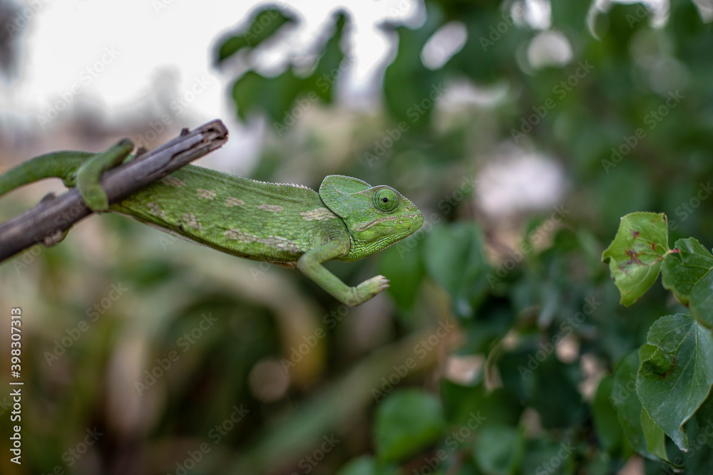 Chameleons are endemic Chameleons are endemic