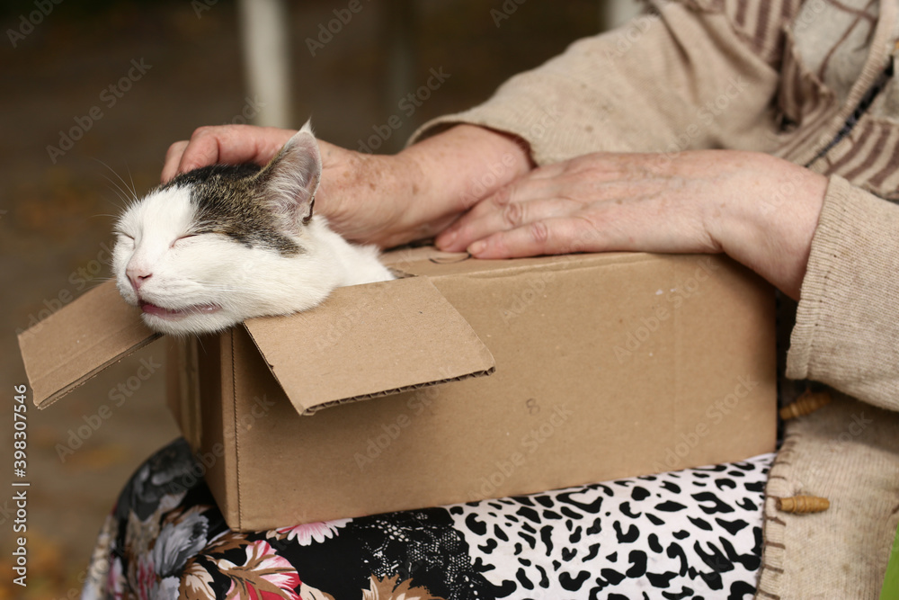 Fototapeta premium country funny cat in box on the lap with woman stroking hands close up photo