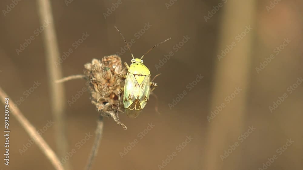 Chinavia is genus of green stink bugs in family Pentatomidae, sits on dry bud in green summer meadow. Macro view insect on wildlife