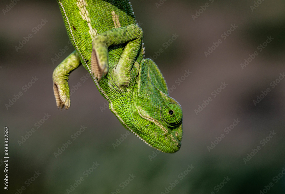 Chameleons are endemic Chameleons are endemic