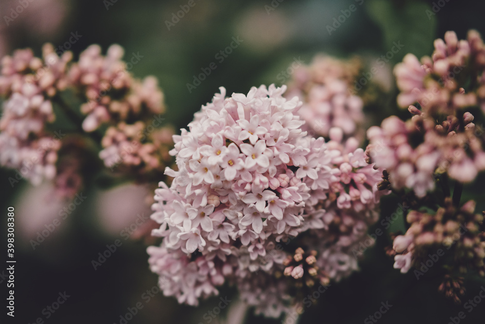 Spring Flowers Spring Flowers