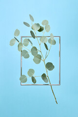 Eucalyptus branch is flying in metal frame.