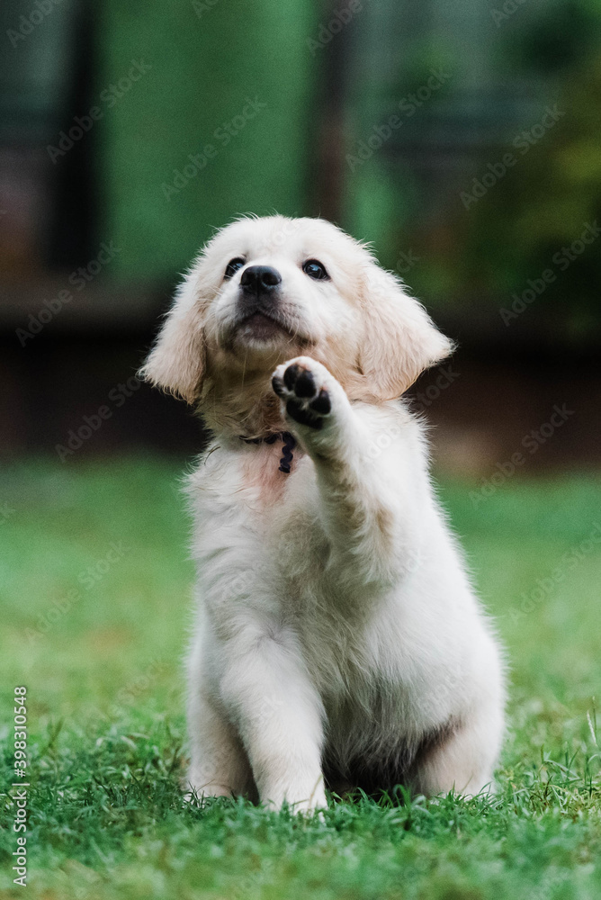 Shake Shake