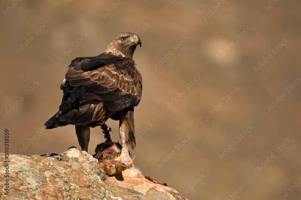 Fototapeta premium aguila real en la sierra abulense