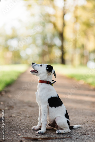 Black and white puppy sitting photo