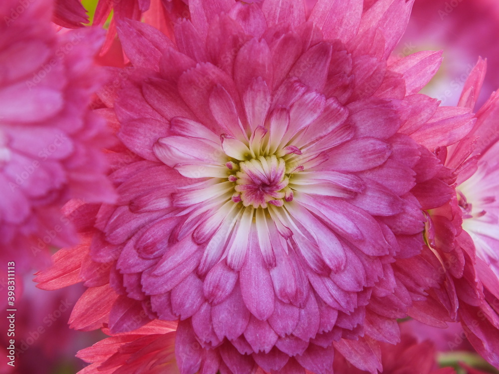 pink chrysanthemum flower