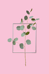 Eucalyptus twig in a metal frame.
