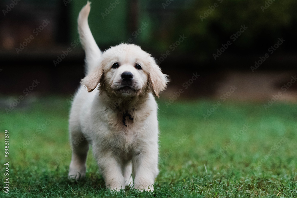8 week old puppy 8 week old puppy