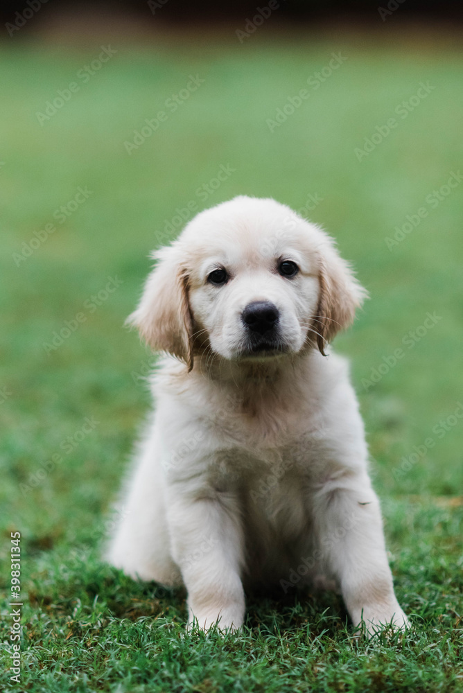 Golden retriever puppy sitting Golden retriever puppy sitting