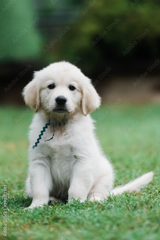 Golden retriever puppy sitting Golden retriever puppy sitting