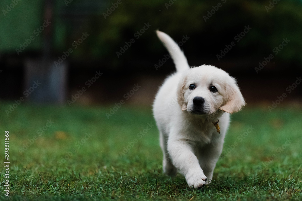 puppy walking puppy walking