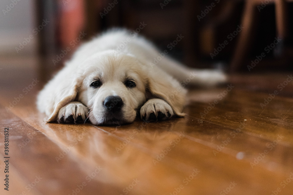 puppy laying on the floor puppy laying on the floor