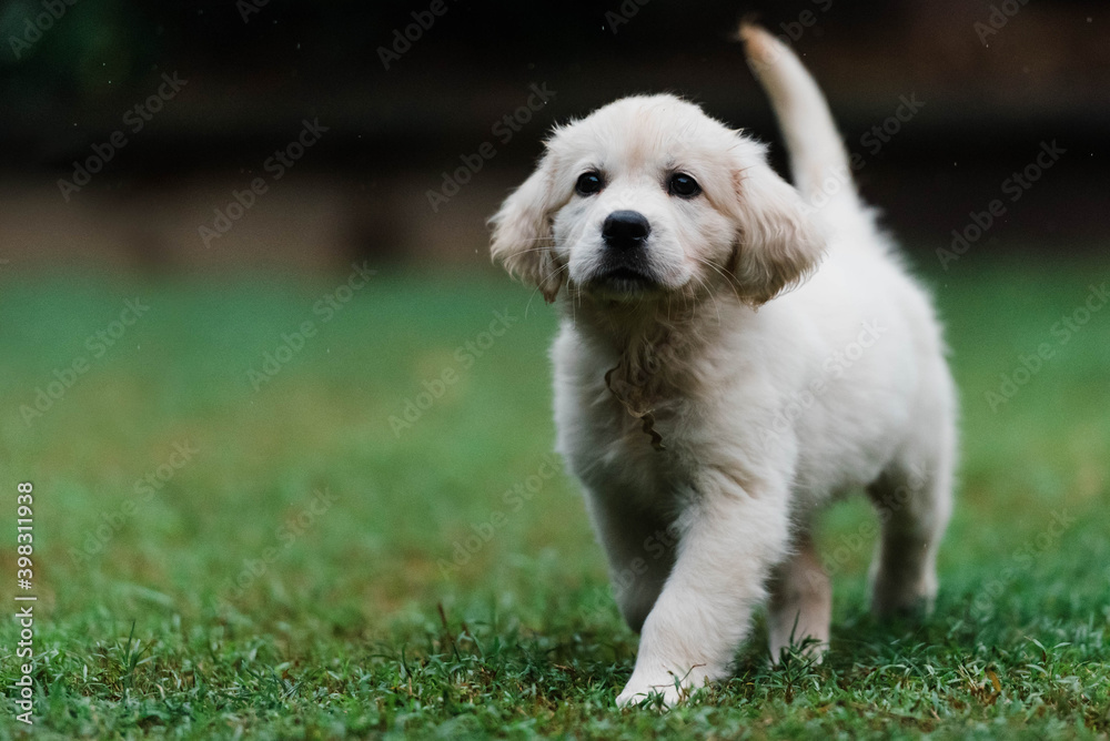 puppy walking puppy walking