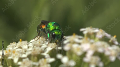 Green Euglossini sitting on white wildflower, in subfamily Apinae, orchid bees or euglossine bees, corbiculate bees. View insect macro in wildlife photo