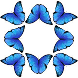 Morpho butterflies pattern design on white 
