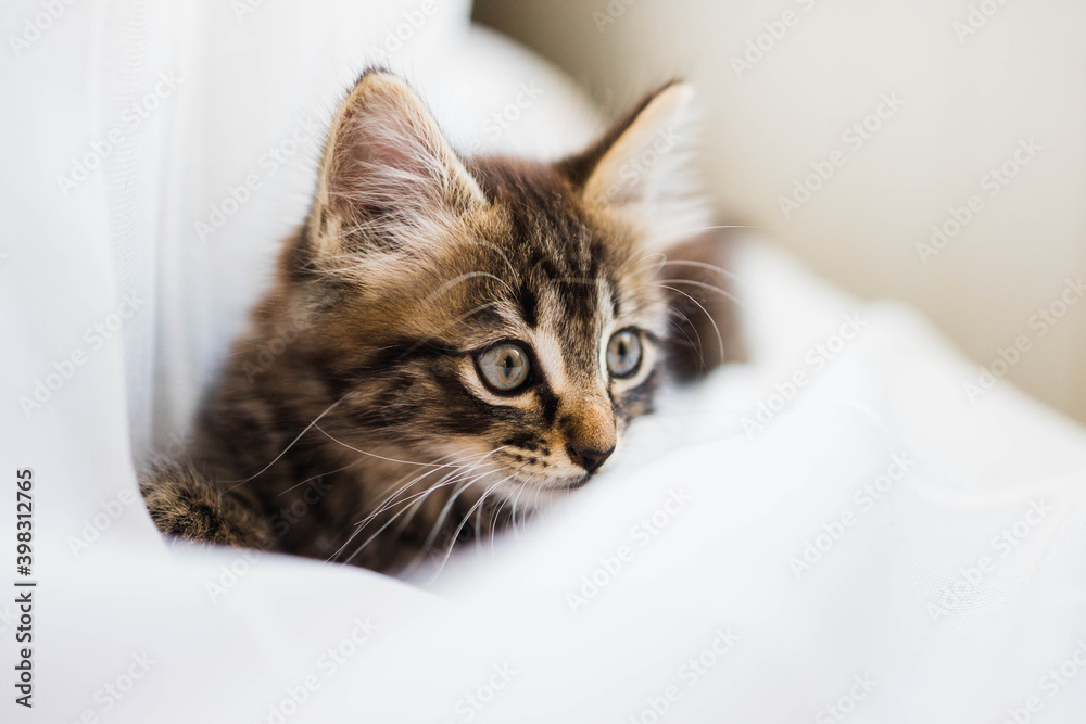 Kitten playing on white curtain Kitten playing on white curtain