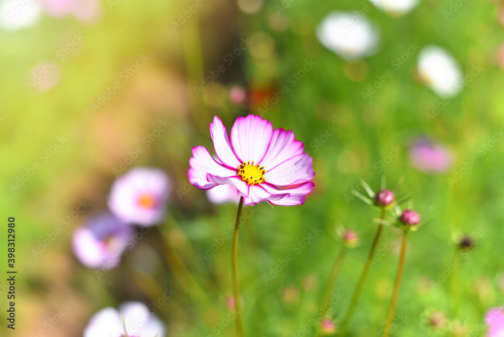 Close up beautiful pink Cosmos flower bright sunshine day in blue sky and garden background Close up beautiful pink Cosmos flower bright sunshine day in blue sky and garden background