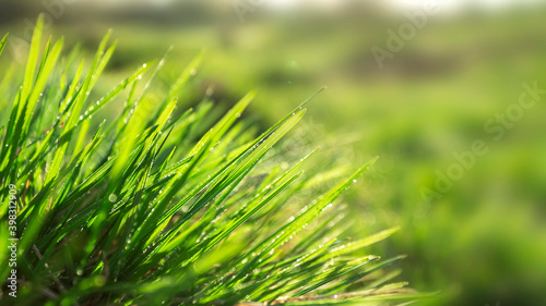 Perfect green background by the fresh grass. Close Up. Banner.