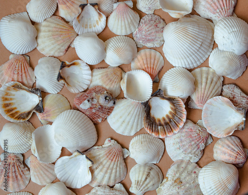 seashells fill the frame, perfect for backgrounds and textures