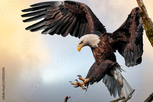 american bald eagle landing