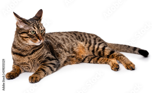 A tabby cat with short hair lies on its side. Isolate on white background