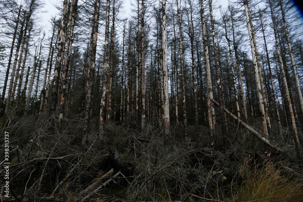 Obraz premium Catastrophic forest dying in Germany. Reason is climate change, dryness and immense reproduction of the bark beetles. Near Torfhaus, Harz Brocken moutain, Northern Germany.