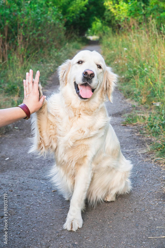 Golden Retriever gives five to its owner