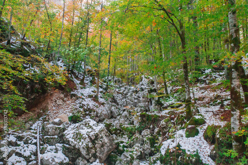 Autumn forest high in the mountains