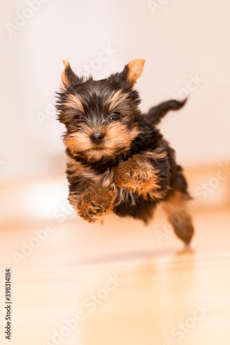Yorkshire Terrier puppy