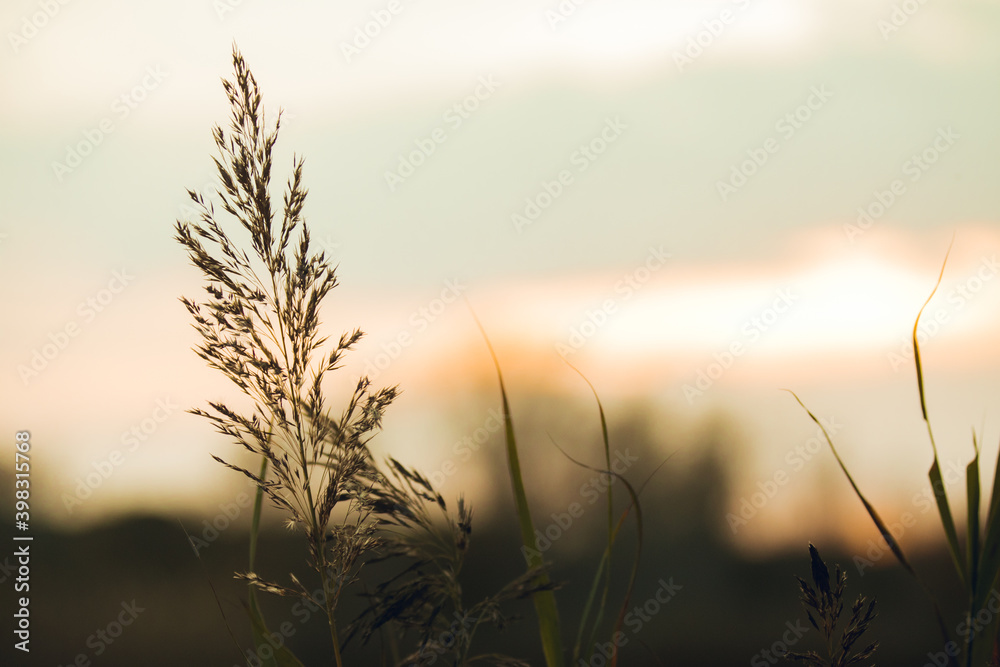 Close up of aquatic plants in the Llobregat Delta Natural Park at sunset