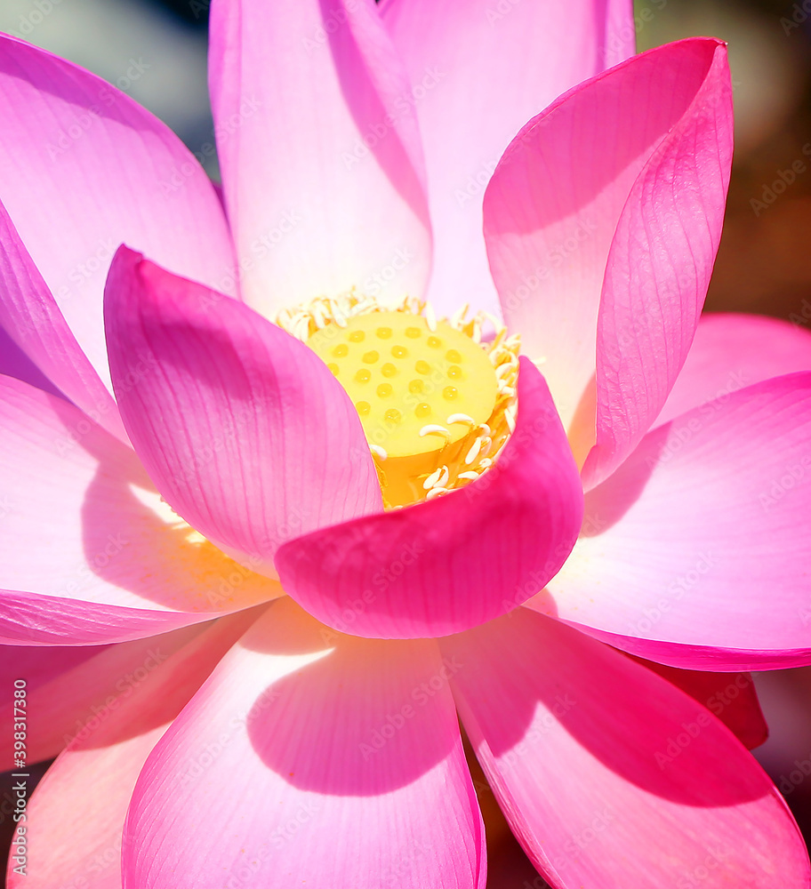 Photo macro of a beautiful pink Lotus flower Photo macro of a beautiful pink Lotus flower