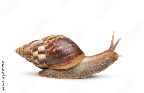 Garden snail isolated on white background. Clipping path.