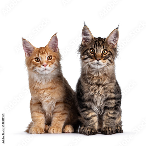 Red and black tabby Maine Coon cat kittens, sitting beside each other. Looking both to camera. Isolated on white background. © Nynke