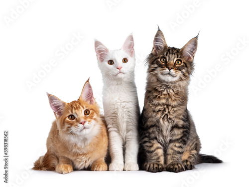 Red, solid white and black tabby Maine Coon cat kittens, sitting beside each other. Looking al three to camera. Isolated on white background.
