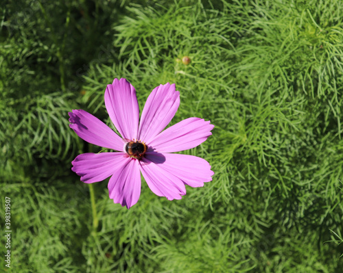 Summer pink cosmos flowers in Latin Cosmos Bipinnatus commonly called the garden cosmos or Mexican aster growing in a garden close up. Ornamental plant in temperate climate gardens.